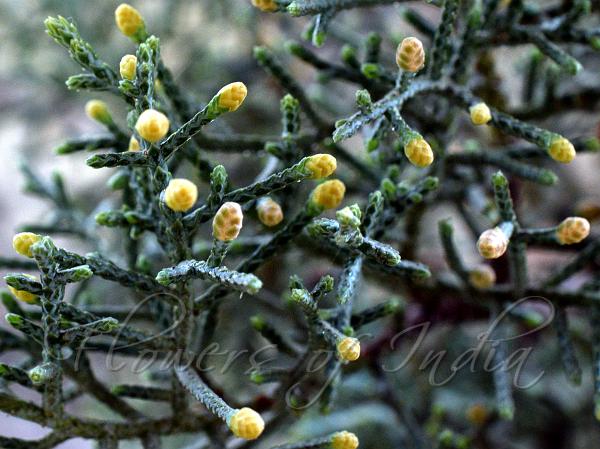 Himalayan Cypress